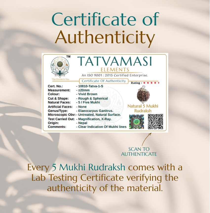 Natural 5 Mukhi Rudraksha | The Bead of Wisdom, Peace & Spiritual Growth
