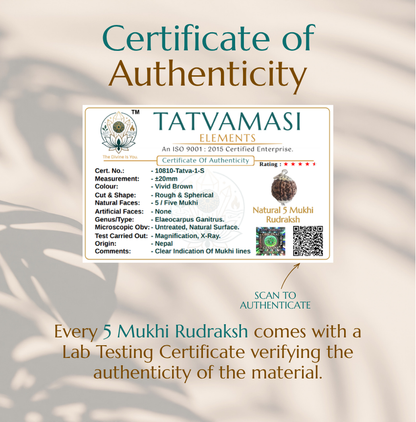 Natural 5 Mukhi Rudraksha | The Bead of Wisdom, Peace & Spiritual Growth