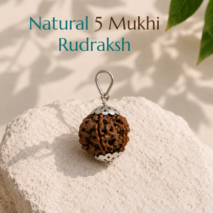 Natural 5 Mukhi Rudraksha | The Bead of Wisdom, Peace & Spiritual Growth