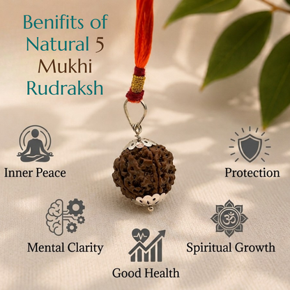 Natural 5 Mukhi Rudraksha | The Bead of Wisdom, Peace & Spiritual Growth