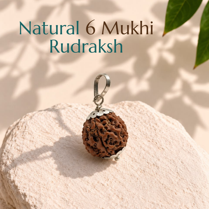 Natural 6 Mukhi Rudraksha | The Bead of Courage, Focus & Willpower