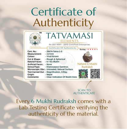 Natural 4 Mukhi Rudraksha | The Bead of Knowledge, Creativity & Clarity